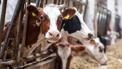 Livestock and Pets