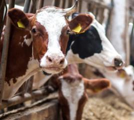 Livestock and Pets