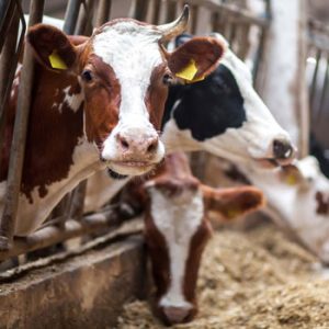 Marking Tags for Livestock and Pets